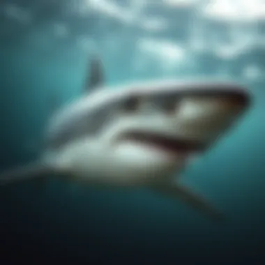 Sharks: Guardians of Oceanic Health Illustration of the ecological balance maintained by sharks in oceanic environments