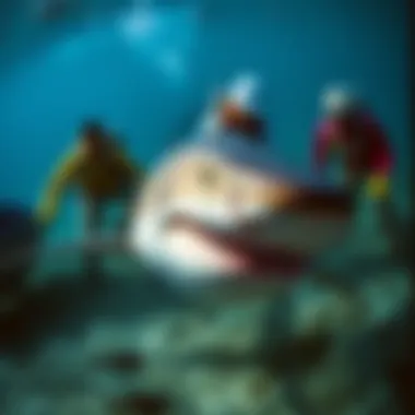 Conservationists conducting research on shark populations and habitats