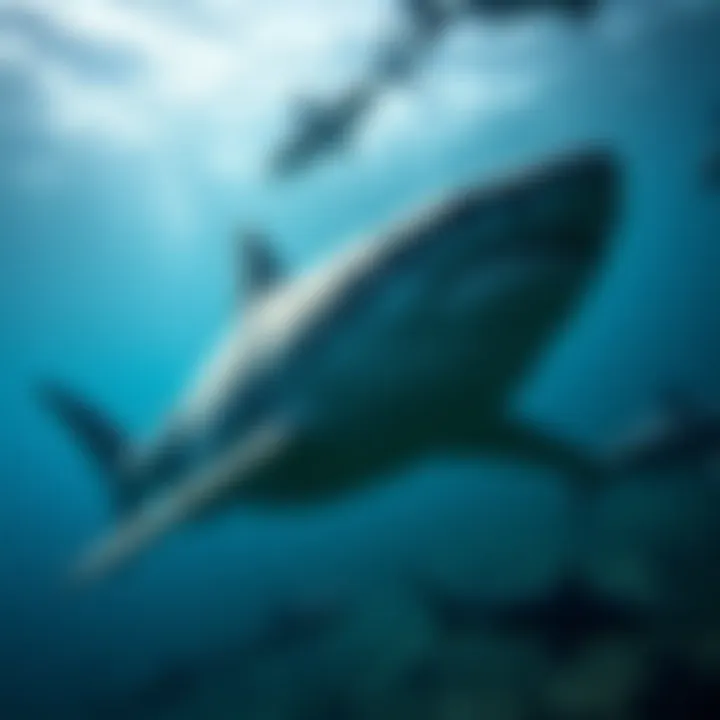 An underwater scene showcasing sharks in their natural habitat