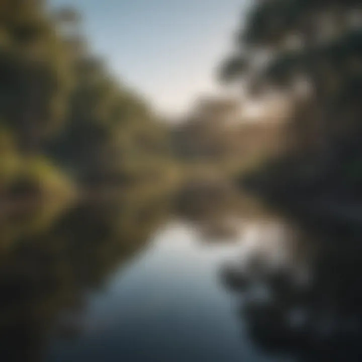 Serene billabong reflecting the surrounding landscape