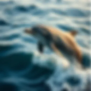 Exploring the Significance of Dolphin Encounters: What It Means When Dolphins Swim Around You Summary Exploring the Significance of Dolphin Encounters: What It Means When Dolphins Swim Around You Summary