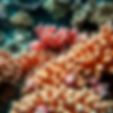 Diversity of Coral Species Close-up of vibrant coral formations in the reef ecosystem.