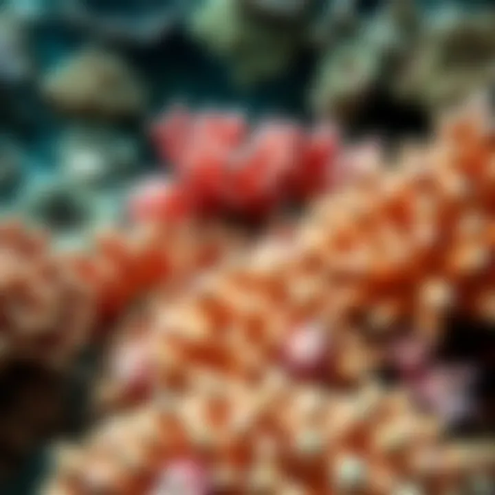 Diversity of Coral Species Close-up of vibrant coral formations in the reef ecosystem.