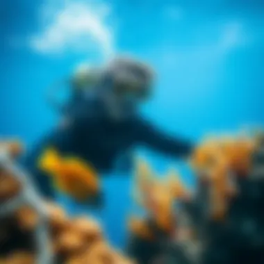 Exploring the Depths A diver exploring the colorful marine life of the Great Barrier Reef.