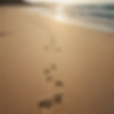 Footprints on the sand leading towards the horizon, representing journeys and experiences.