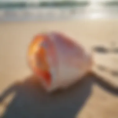 Close-up of a conch shell reflecting sunlight on the beach