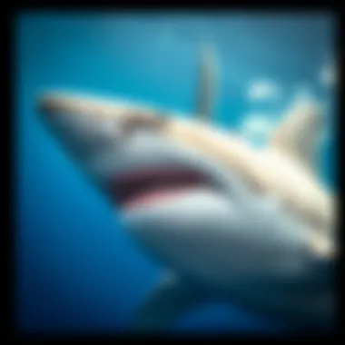 Understanding the Dimensions: The Great White Shark's Size Summary