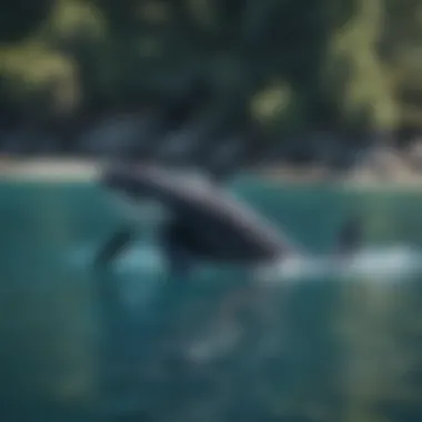 A majestic orca swimming gracefully in clear blue waters